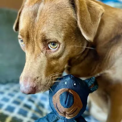 2025 🦴 𝑵𝒆𝒘 𝑽𝑶𝑪𝑱𝑭𝑬𝑰™ 𝑰𝒏𝒅𝒆𝒔𝒕𝒓𝒖𝒄𝒕𝒊𝒃𝒍𝒆 𝒃𝒆𝒂𝒓 -Suitable for all kinds of pets